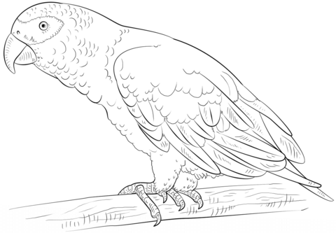 African Grey Parrot Coloring Page